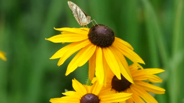Ett bi på en gul blomma samlar nektar — Stockvideo