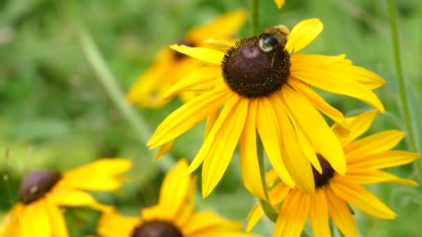 Ett bi på en gul blomma samlar nektar — Stockvideo