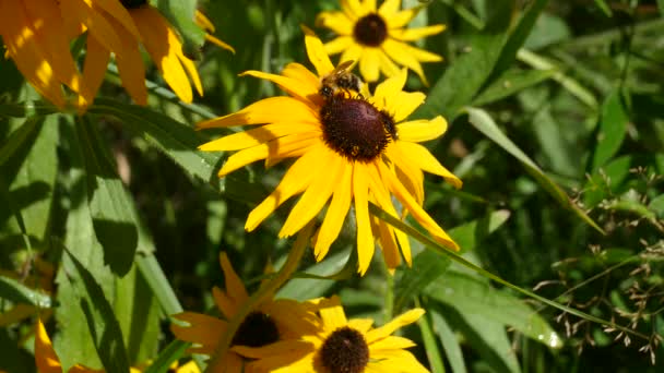 Ett bi på en gul blomma samlar nektar — Stockvideo