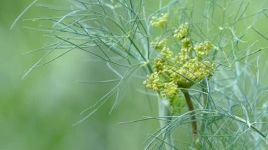 Dill sapı bahçede rüzgarda