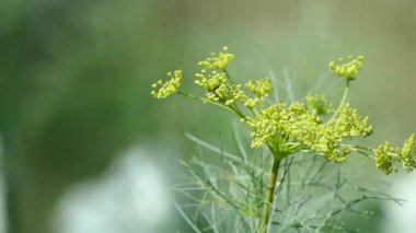 Dill sapı bahçede rüzgarda