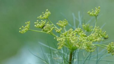 Dill sapı bahçede rüzgarda