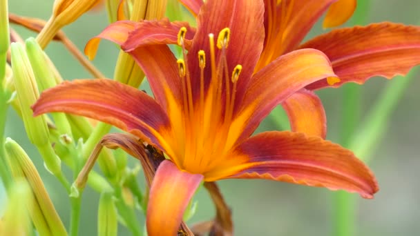 Rote Blume im Garten im Sommer mit Stößel — Stockvideo