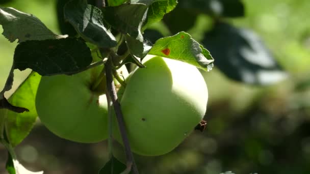 Зеленые яблоки на ветке в стране — стоковое видео