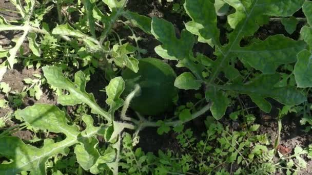 Pequena melancia cresce no país — Vídeo de Stock
