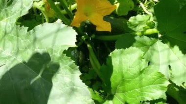 Yazın kabak taşrasında