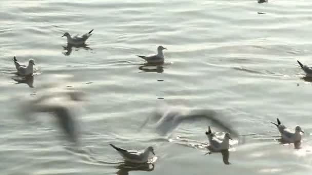 Måsar i havet och räcken — Stockvideo