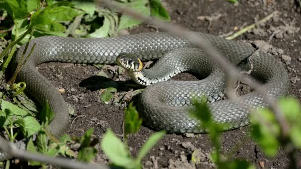 Serpente se aquecendo ao sol — Vídeo de Stock