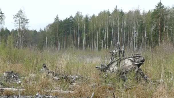 Bosco mostro legno in Russia nella radura foresta primaverile — Video Stock