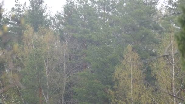 Lluvia en el bosque en la tarde de primavera — Vídeos de Stock