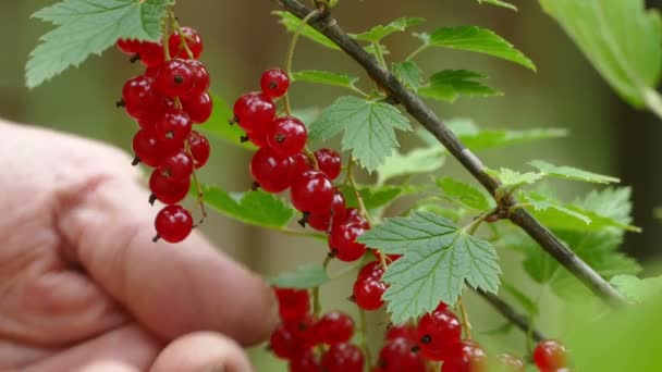 Samling av hand röda vinbär på busken — Stockvideo