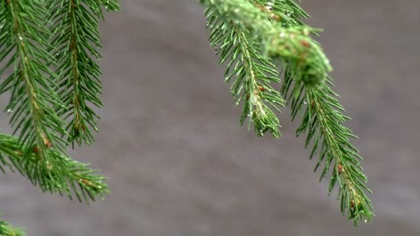 Déšť a borovice větev se zaměřením změny na silnici — Stock video