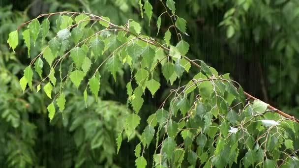 Zomer regen en groene lijn — Stockvideo