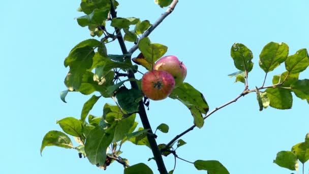 Manzanas rojas en una rama — Vídeos de Stock