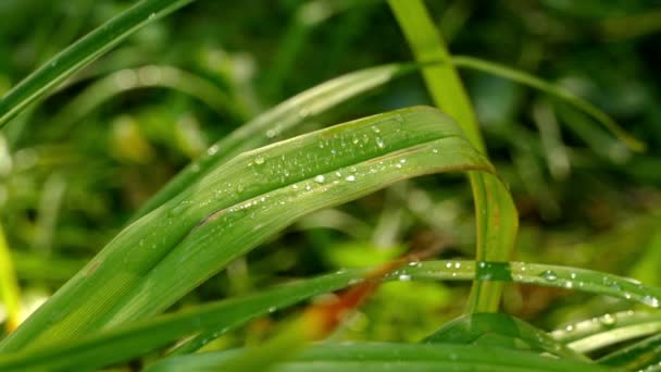 Ochtenddauw op het groene gras — Stockvideo