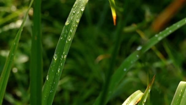 Ранкова роса на зеленій траві — стокове відео