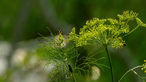 Fenouil en fleurs dans un jardin et insectes volants — Video
