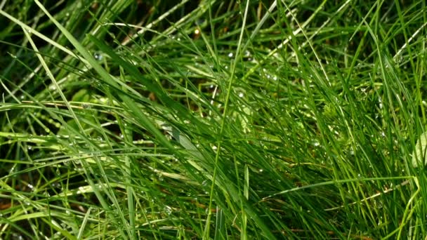Утренняя роса на зеленой траве — стоковое видео