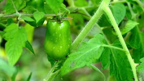 Picking tomatoes hand green — Stock Video