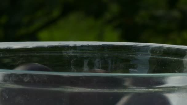 Ameixas cair em uma tigela transparente — Vídeo de Stock