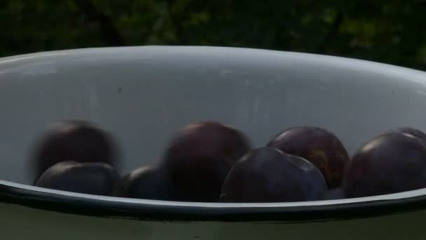 Plums fall in a bowl — Stock Video