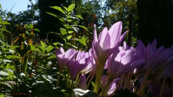 Biet går från blomma till blomma i September — Stockvideo