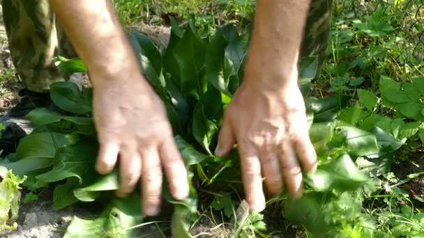 Harvest radishes in the fall 2015 — Stock Video