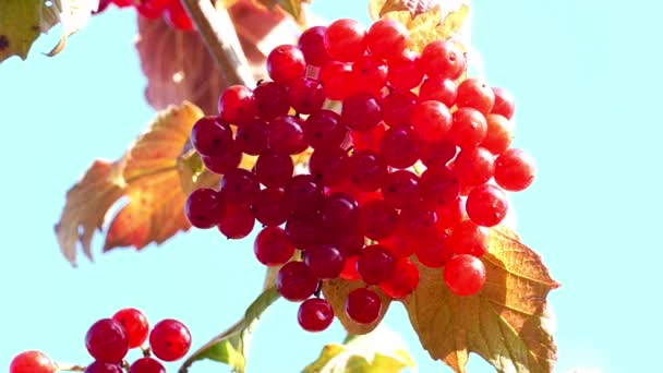 Rode rowan in de zon in het najaar van 2015 — Stockvideo