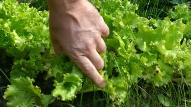 Salata makas sonbahar 2015 toplamak