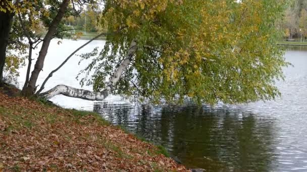 Arbre d'automne et étang 