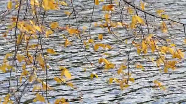 Folhagem de outono e um lago — Vídeo de Stock