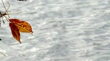 Bir su birikintisi üzerinde düşen sonbahar yaprakları