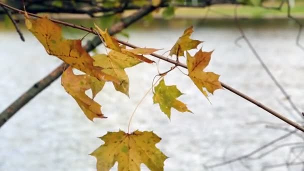 Étang de feuillage d'automne 