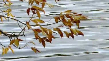 Solmuş sonbahar yaprakları ile şube