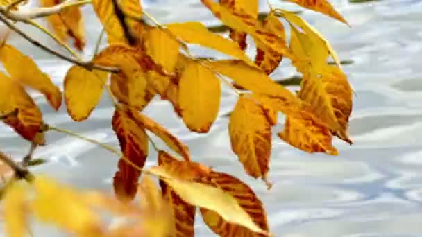 Ast mit Herbstblättern gegen Wasser — Stockvideo