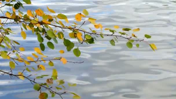 Zweig mit gelben und grünen Blättern und Wasser — Stockvideo