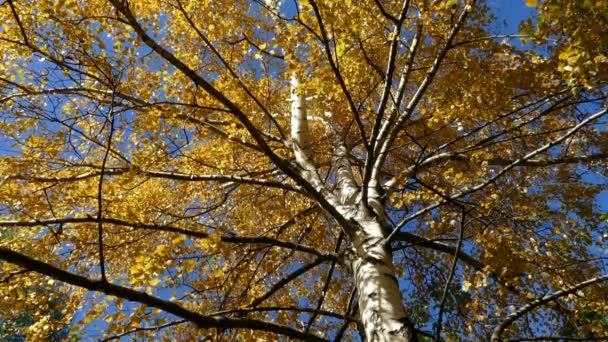 Birch With Yellow Leaves in Autumn — Stock Video