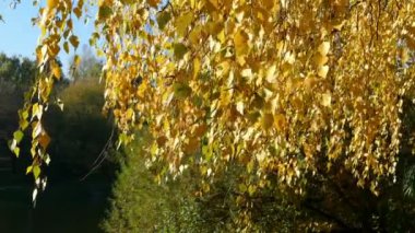 Bir arka planda yeşil ile sonbaharın sarı yaprakları