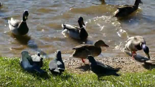 Petit déjeuner canards et pigeons — Video