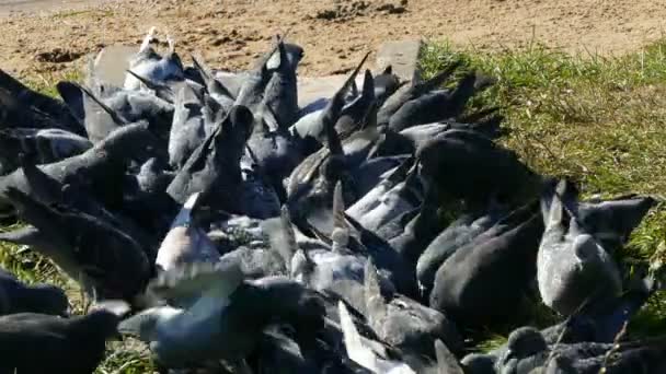Un tas de pigeons déjeunent ensemble. — Video