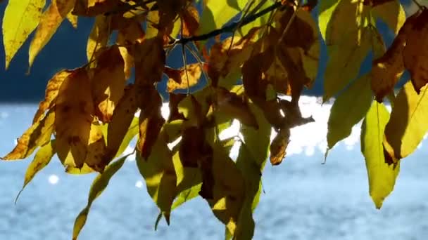Žluté a zelené listy a vody - podzim — Stock video