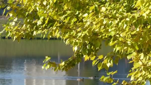 Feuilles d'automne sur le fond d'un étang — Video