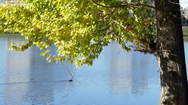 Autumn Trees on The Background of a Pond — Stock Video