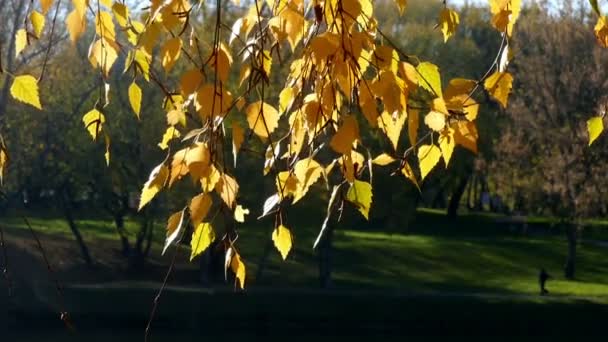 Foglie giallo autunno — Video Stock