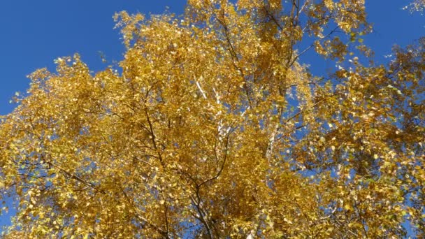 Abedul otoño con hojas amarillas — Vídeo de stock