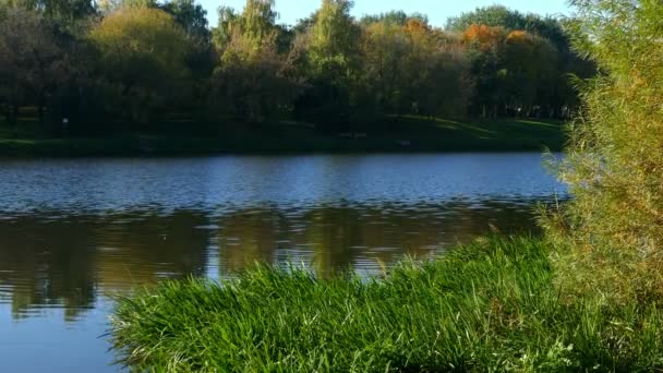 Lago a través de la hierba y las cañas en otoño — Vídeos de Stock