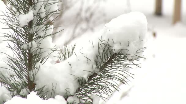 Pine branch with snow — Stock Video