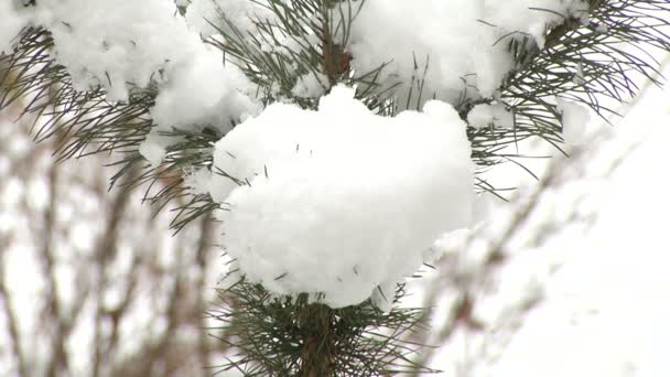 눈이 달린 소나무 가지 — 비디오