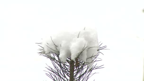 Rama superior de pino con nieve — Vídeos de Stock