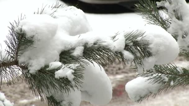 Соснова гілка зі снігом — стокове відео